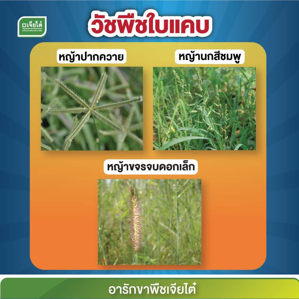 อาทราซีน 90% แบบเม็ด ทาซีแม็กซ์-โปร์ 900 กรัม ยาคุมหญ้าในไร่อ้อย ข้าวโพด ละลายง่าย รูปที่ 2