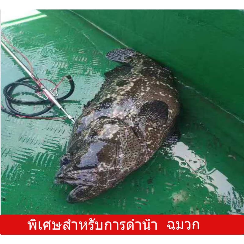 ฉมวกยิงปลา ยิงกุ้ง ยิงกบ และอีกมากมาย อัตราความสำเร็จ 99%แหลมยิงปลา ทนทานและไม่เป็นสนิมง่าย รูปที่ 8