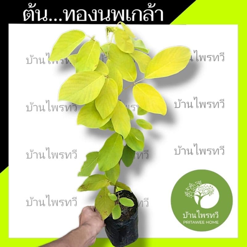 ต้นทองนพเกล้า หรือ ต้นชะแนบทอง ไม้มงคล ทองนพเกล้า ต้นไม้ใบสวย สีเหลือง รูปที่ 2