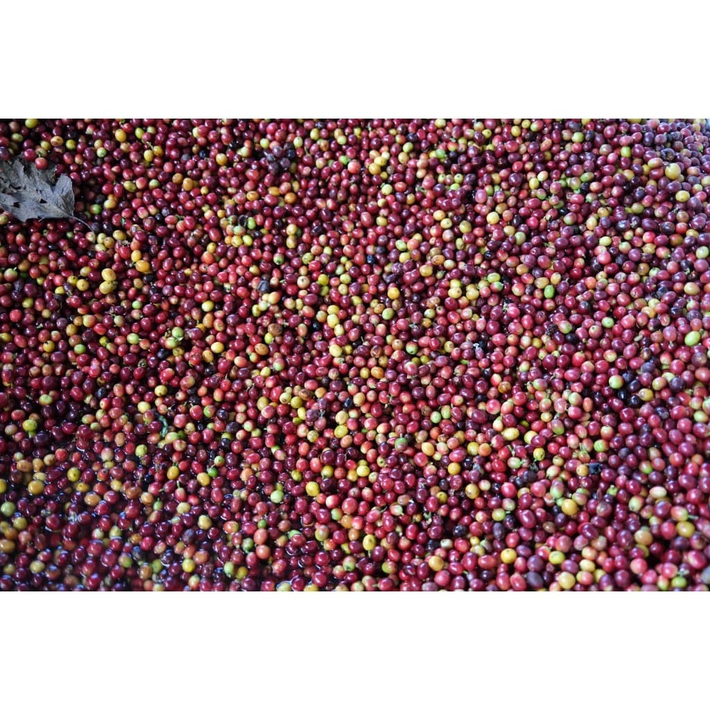 PK เมล็ดกาแฟคั่วเข้ม Blend Dark Roast อาราบิก้าผสมโรบัสต้าขนาด 1Kg รสชาติเข้มเต็มแน่น คั่วใหม่ทุกวัน รูปที่ 6