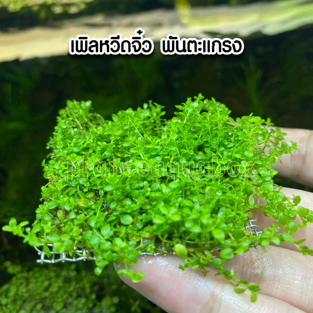 เพิลหวีตจิ๋วพันตะแกรง - Micranthemum monticaro. แบบกระถาง พร้อมปลูก ต้นไม้น้ำ รูปที่ 4