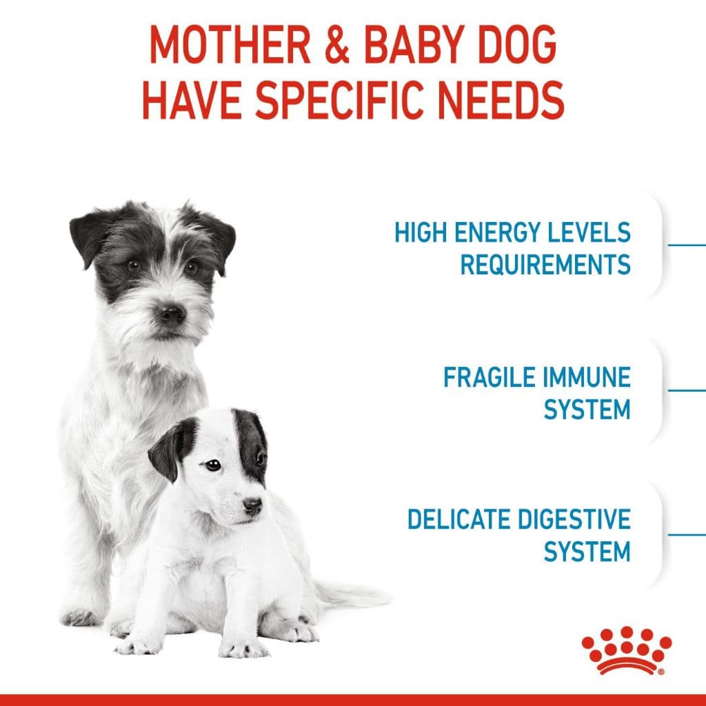 Royal Canin Mini Starter 3kg สำหรับ แม่สุนัข ตั้งท้อง และ ลูกสุนัข พันธุ์เล็ก 3 kg / 1kg. มี 2 ขนาด รูปที่ 8