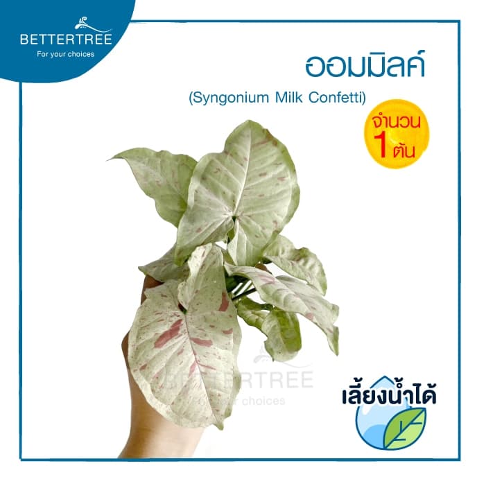 ออมมิลค์ Syngonium Milk Confetti สามารถเลี้ยงน้ำได้ไม้ฟอกอากาศ รูปที่ 1