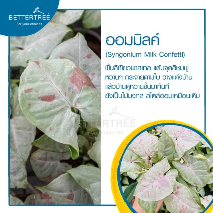 ออมมิลค์ Syngonium Milk Confetti สามารถเลี้ยงน้ำได้ไม้ฟอกอากาศ รูปที่ 4