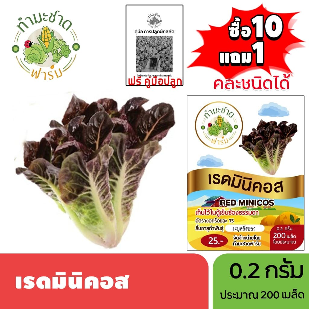 ทำมะชาดฟาร์ม เมล็ดพันธุ์ เรดมินิคอส ขนาด0.2กรัม ประมาณ200เมล็ด RED MINICOS ROMAINE LETTUCE เบบี้คอส รูปที่ 1
