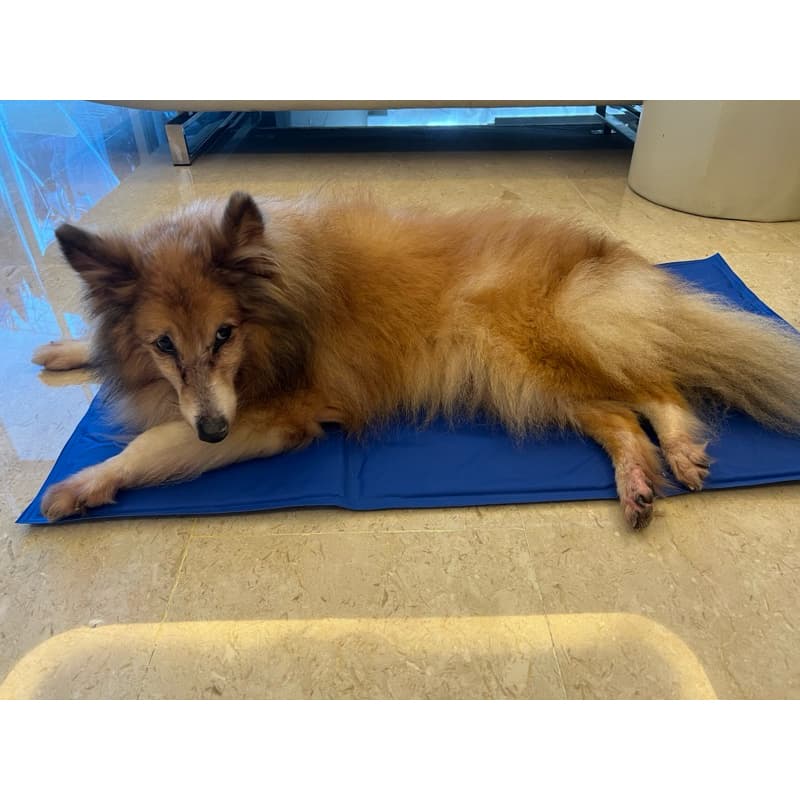 ขายดีที่สุด ที่นอนเจลเย็นสําหรับสัตว์เลี้ยง Dog Cat Cooling Mat Pad รูปที่ 8