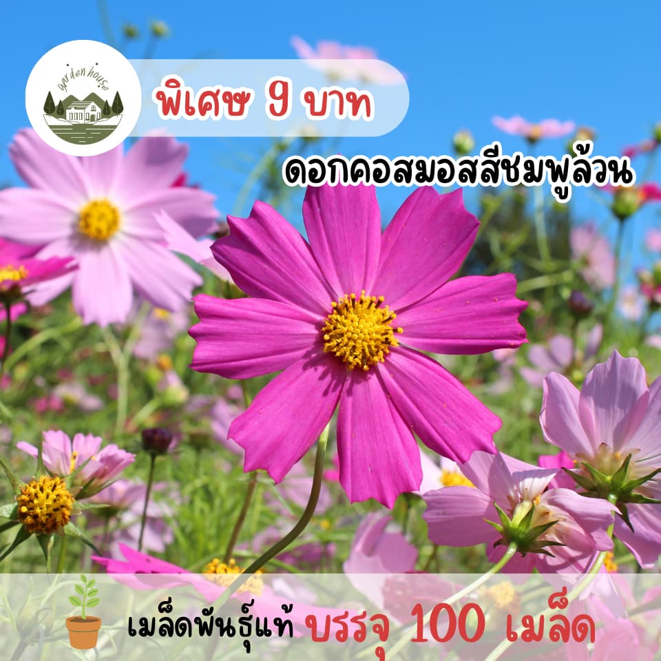 เมล็ดดอกคอสมอสคละสี ขาว ชมพู แดง รูปที่ 1