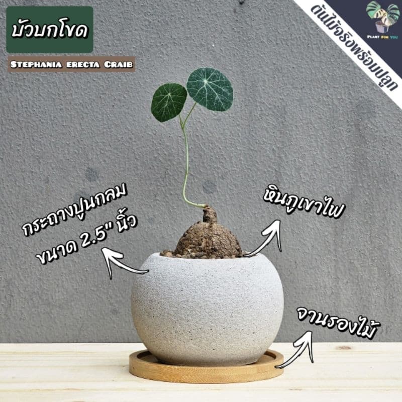 ต้นบัวบกโขด พร้อมกระถาง+จานรองไม้+หินภูเขาไฟแต่งหน้ากระถาง รูปที่ 3