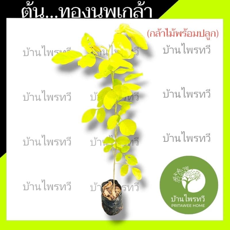 ต้นทองนพเกล้า หรือ ต้นชะแนบทอง ไม้มงคล ทองนพเกล้า ต้นไม้ใบสวย สีเหลือง รูปที่ 3