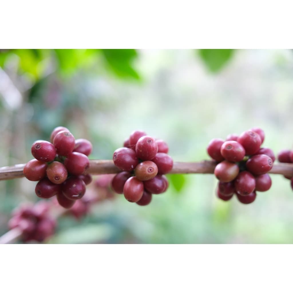 PK เมล็ดกาแฟคั่วเข้ม Blend Dark Roast อาราบิก้าผสมโรบัสต้าขนาด 1Kg รสชาติเข้มเต็มแน่น คั่วใหม่ทุกวัน รูปที่ 4