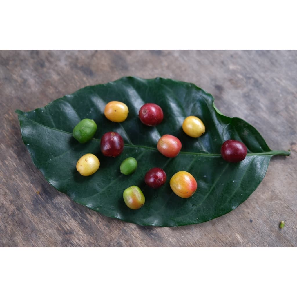 PK เมล็ดกาแฟคั่วเข้ม Blend Dark Roast อาราบิก้าผสมโรบัสต้าขนาด 1Kg รสชาติเข้มเต็มแน่น คั่วใหม่ทุกวัน รูปที่ 3