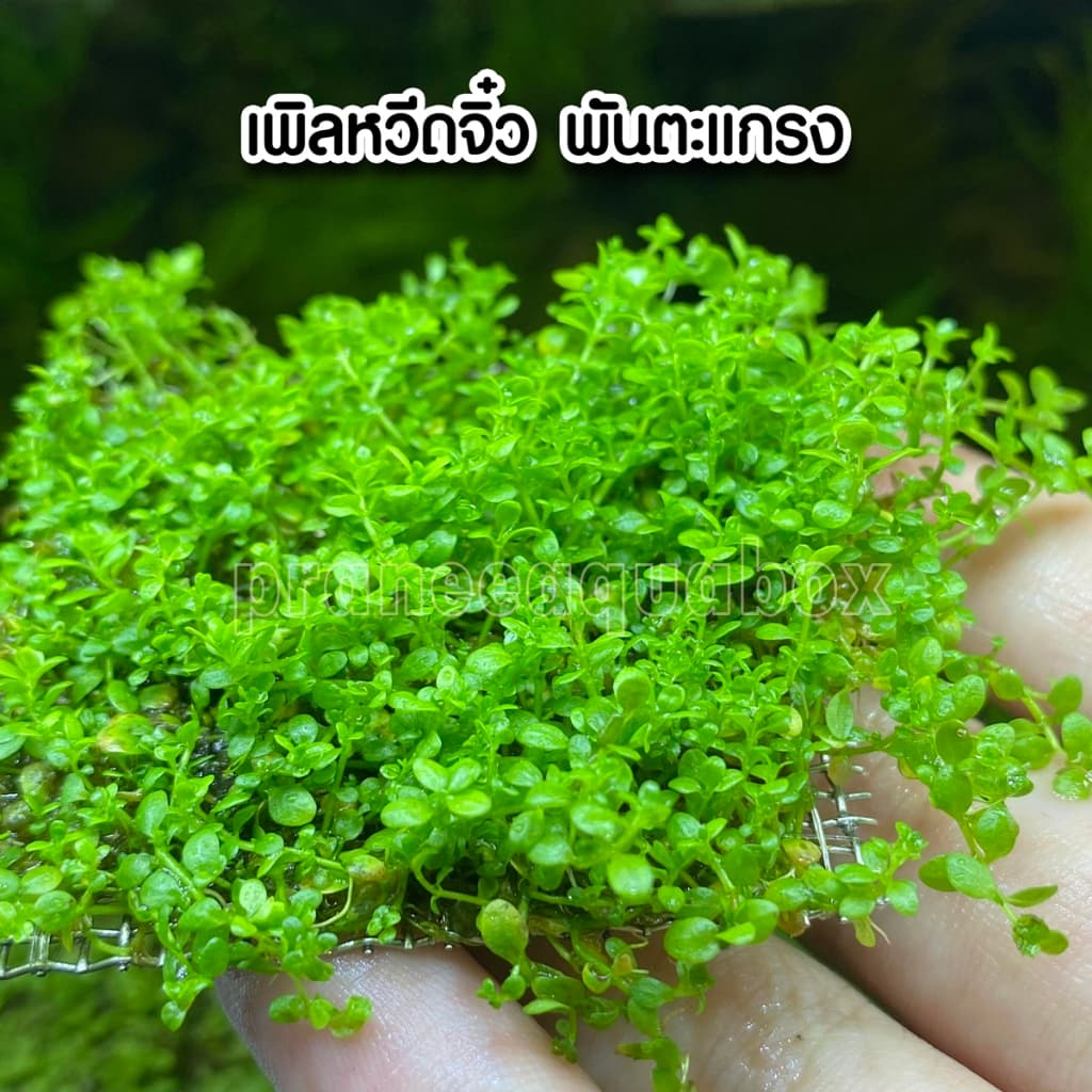 เพิลหวีตจิ๋วพันตะแกรง - Micranthemum monticaro. แบบกระถาง พร้อมปลูก ต้นไม้น้ำ รูปที่ 3