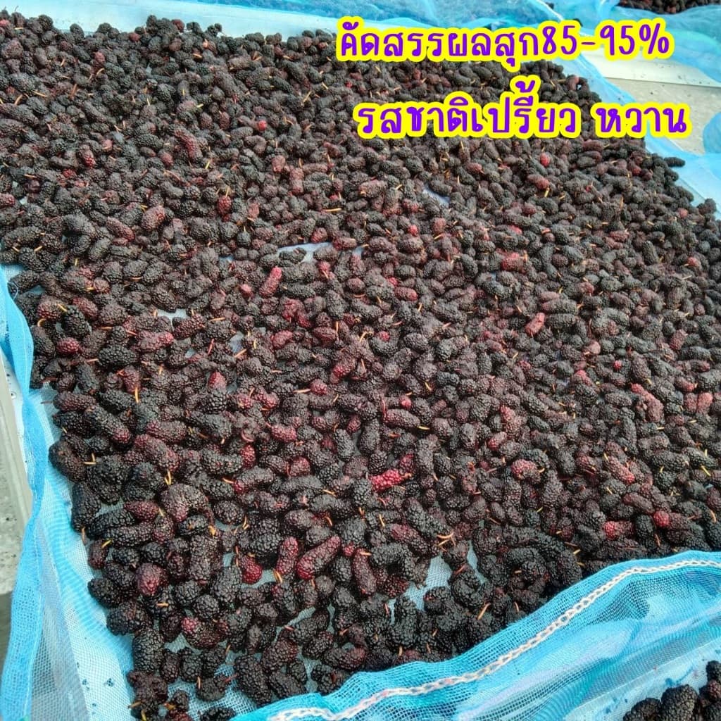 มัลเบอรี่อบแห้ง ลูกหม่อน ผลไม้อบแห้ง Mulberry dried fruit 250 กรัม ตราภูดอย สินค้าไทยปลอดภัย100% รับประกันคุณภาพ รูปที่ 6