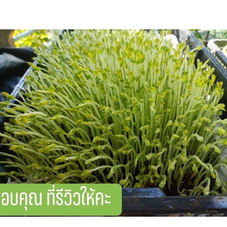 เมล็ดโต้วเหมียวสำหรับเพาะกินต้นอ่อนสายพันธุ์เบเบิ้ล เมล็ดผักไมโครกรีน #microgreen #ไมโครกรีน มี3ขนาด100,500,1,000 กรัม รูปที่ 4