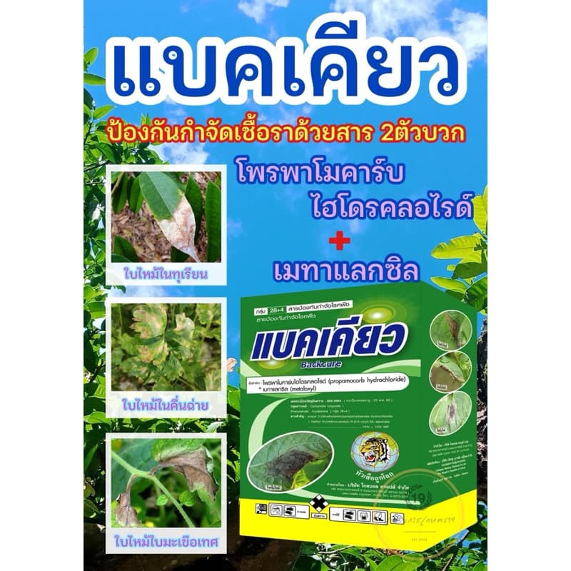 แบคเคียว ขนาด 1 กิโลกรัม สารป้องกันกำจัดโรคพืช ใบไหม้ รากเน่า โครเน่า ไฟท็อป รูปที่ 2