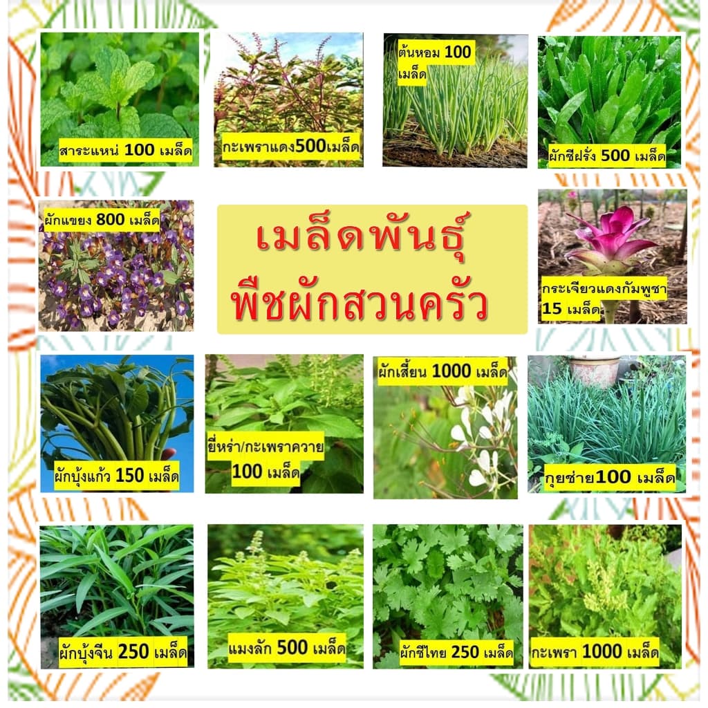พืชผักสวนครัว สวนแทนใจ ไร่ดอกเหงื่อ เมล็ดพันธุ์ ปลูกต่อได้ รูปที่ 1