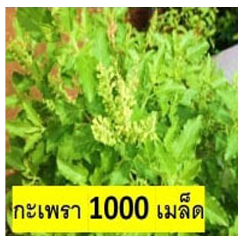 พืชผักสวนครัว สวนแทนใจ ไร่ดอกเหงื่อ เมล็ดพันธุ์ ปลูกต่อได้ รูปที่ 3