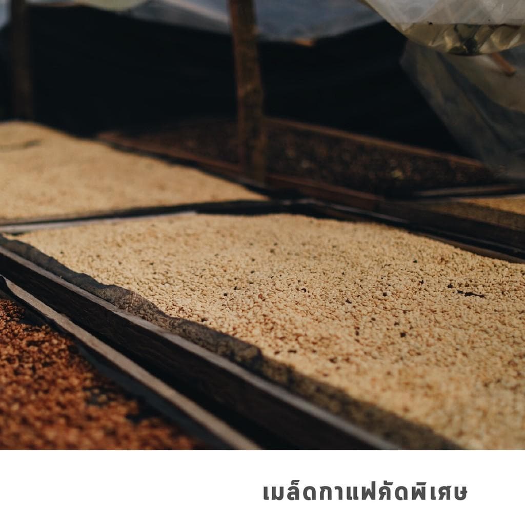 GRAPH | เมล็ดกาแฟ HOUSE BLEND - FINDERMAN รูปที่ 4