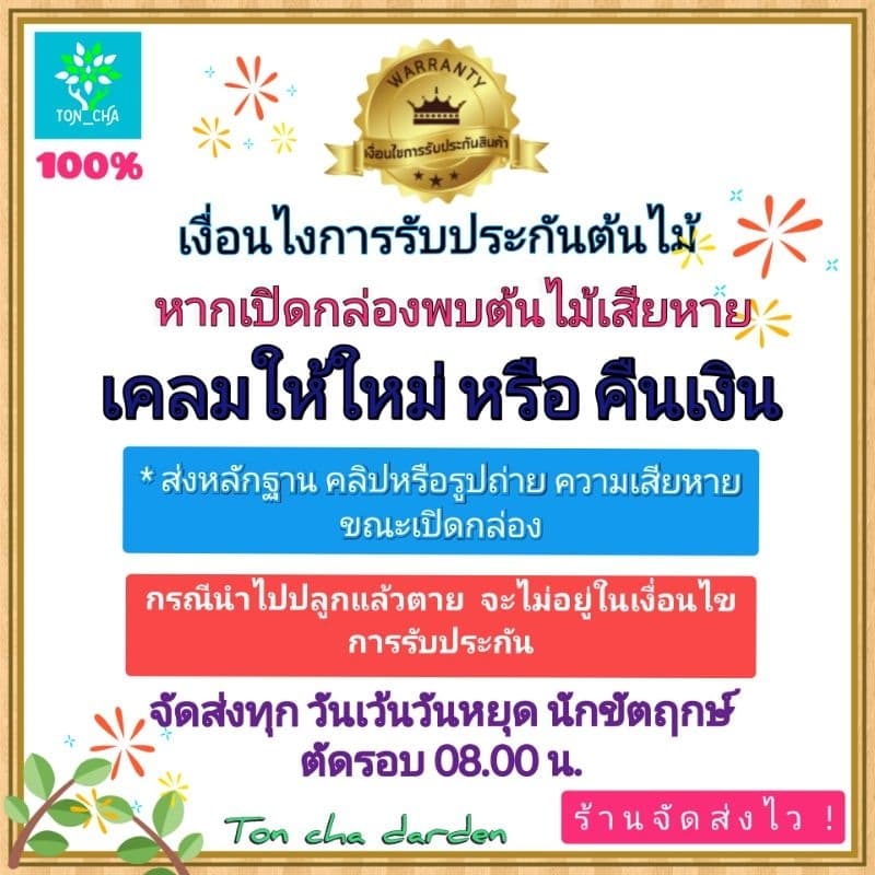 โกสนใบส้ม ไม้มงคล ส่งพร้อมกระถาง 6 นิ้ว รูปที่ 7