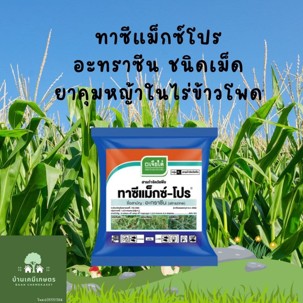 อาทราซีน 90% แบบเม็ด ทาซีแม็กซ์-โปร์ 900 กรัม ยาคุมหญ้าในไร่อ้อย ข้าวโพด ละลายง่าย รูปที่ 1