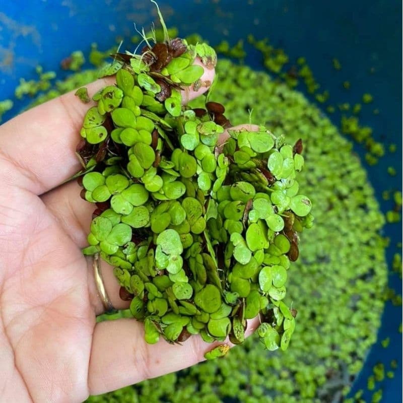 แหนเป็ดใหญ่ ประดับตู้ปลา รูปที่ 4