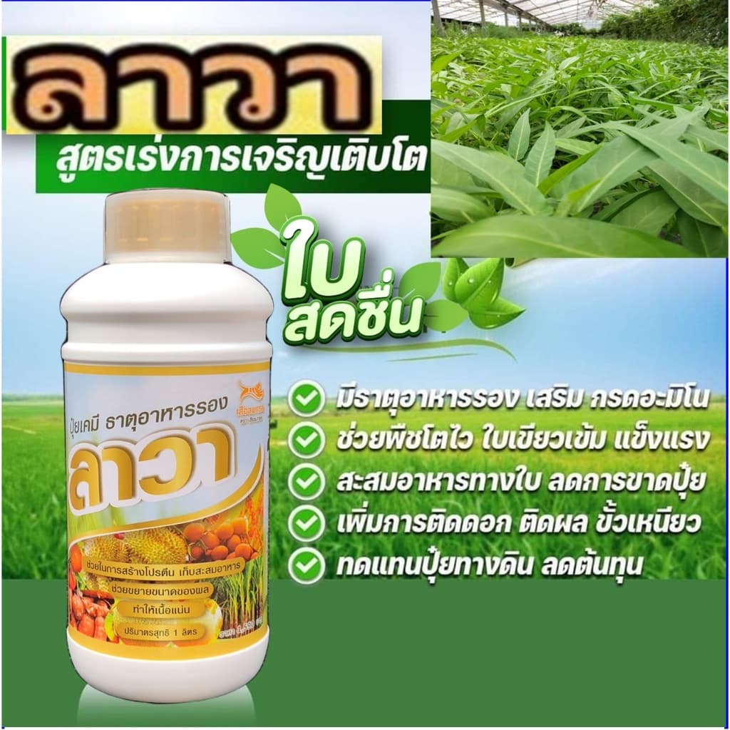 แมกม่าลาวา แมกม่า สารจับใบ ต้านเพลี้ยลดการหลุดร่วง + ปุ๋ยนำ้ลาวา เร่งฟื้นฟูต้น เพิ่มปริมาณผลผลิต รูปที่ 6