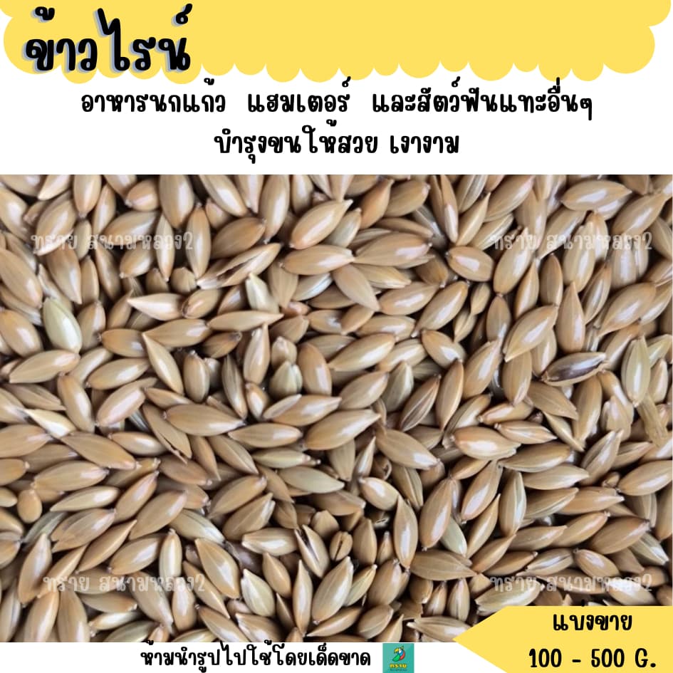 ข้าวไรน์ อาหารนกแก้ว แฮมเตอร์ และสัตว์ฟันแทะอื่นๆ รูปที่ 1