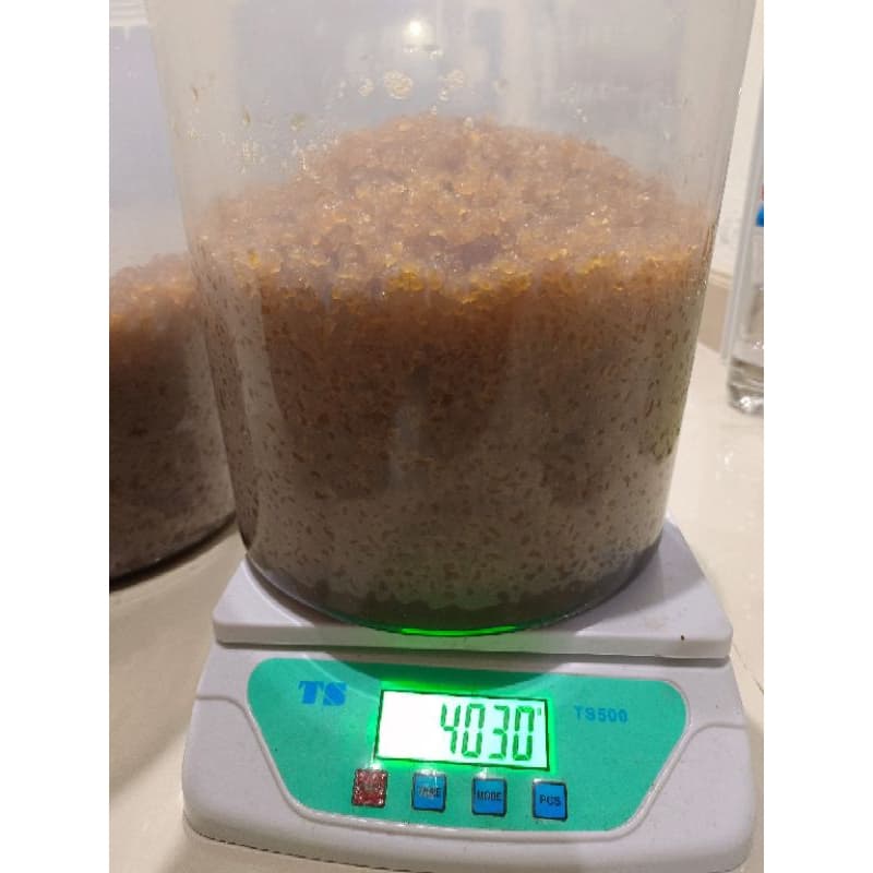 Water Kefir grains 100g premium quality เกรนคีเฟอร์น้ำ รูปที่ 3