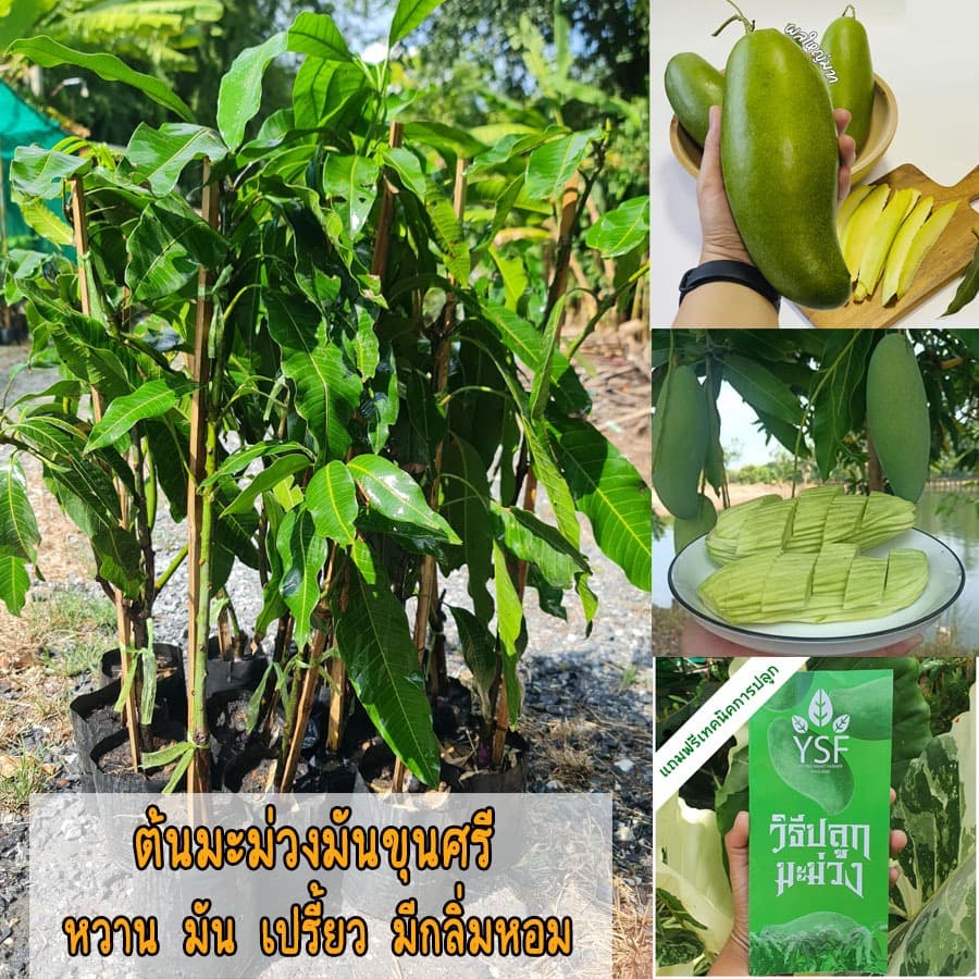 ต้นมะม่วงมันขุนศรี ขนาด 65-100 ซม. เนื้อ กรอบ มัน เปรี้ยว หวาน ทานได้ทั้ง ดิบและสุก รูปที่ 1