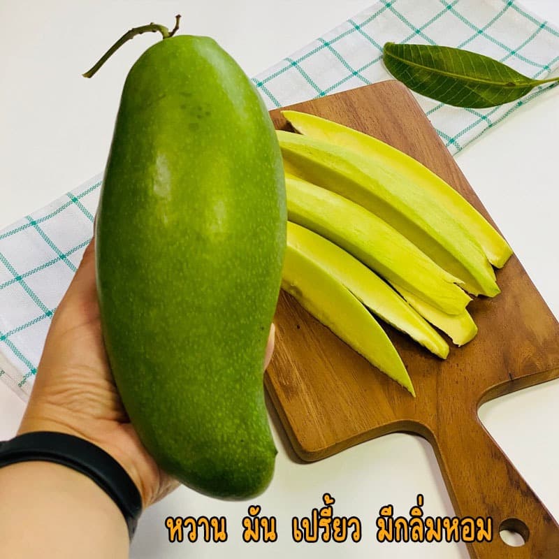 ต้นมะม่วงมันขุนศรี ขนาด 65-100 ซม. เนื้อ กรอบ มัน เปรี้ยว หวาน ทานได้ทั้ง ดิบและสุก รูปที่ 2