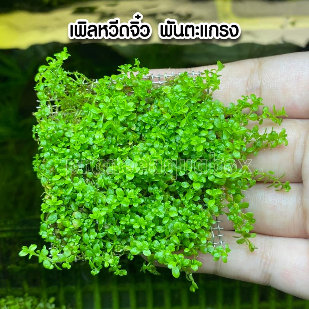 เพิลหวีตจิ๋วพันตะแกรง - Micranthemum monticaro. แบบกระถาง พร้อมปลูก ต้นไม้น้ำ รูปที่ 2