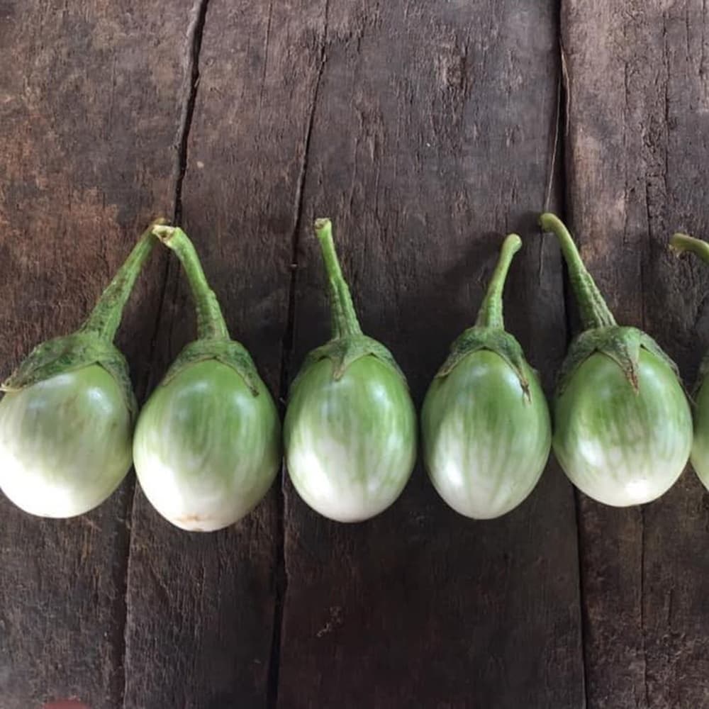 เมล็ดมะเขือเปราะน้ำทิพย์หยด Roung Eggplant เมล็ดมะเขือเปราะ เมล็ดพันธุ์มะเขือเปราะ มะเขือเปราะ เมล็ดมะเขือหยดน้ำ ตราภูเข รูปที่ 4
