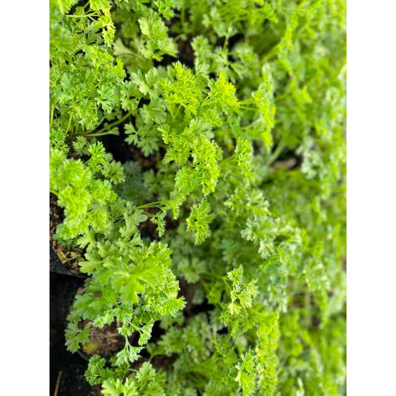 พาสลี่ใบหยิก // Parsley, curly // สมุนไพรฝรั่ง// รูปที่ 3
