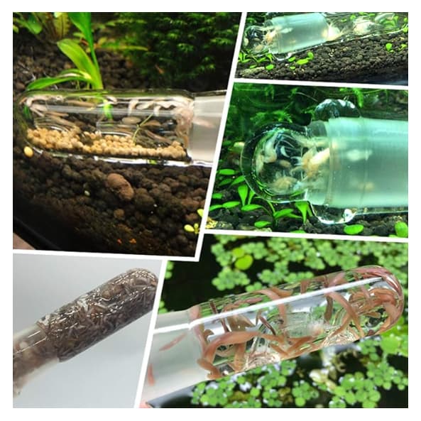 หลอดแก้วดักพลานาเรีย กับดักพลานาเรีย Planaria Trap สำหรับตู้กุ้ง ตู้ปลา ตู้ไม้น้ำ สำหรับกำจัดพลานาเรียในตู้ปลา รูปที่ 8