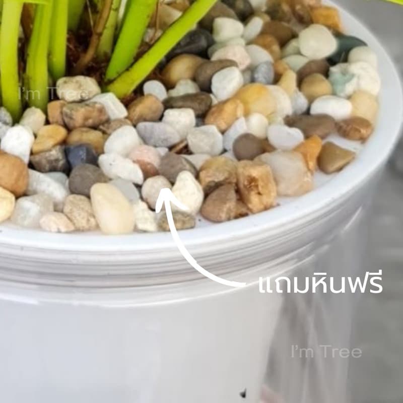 ต้นพลูด่าง พร้อมกระถางรดน้ำอัตโนมัติ แถมหินฟรี รูปที่ 4