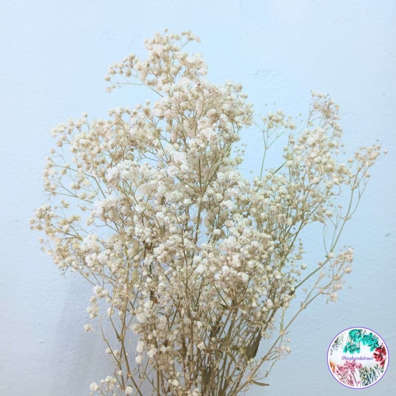 ดอกไม้แห้ง ดอกยิปโซแห้งธรรมชาตินำไปจัดช่อเอง รูปที่ 1