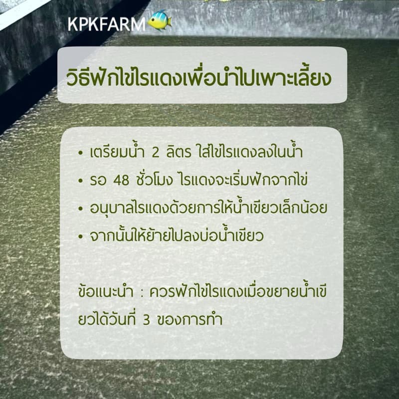 KPK ชุดเพาะไรแดง ชุดทำน้ำเขียว หัวเชื้อเข้มข้น ขยายเร็วเขียวไวไรแดงบูม รูปที่ 4