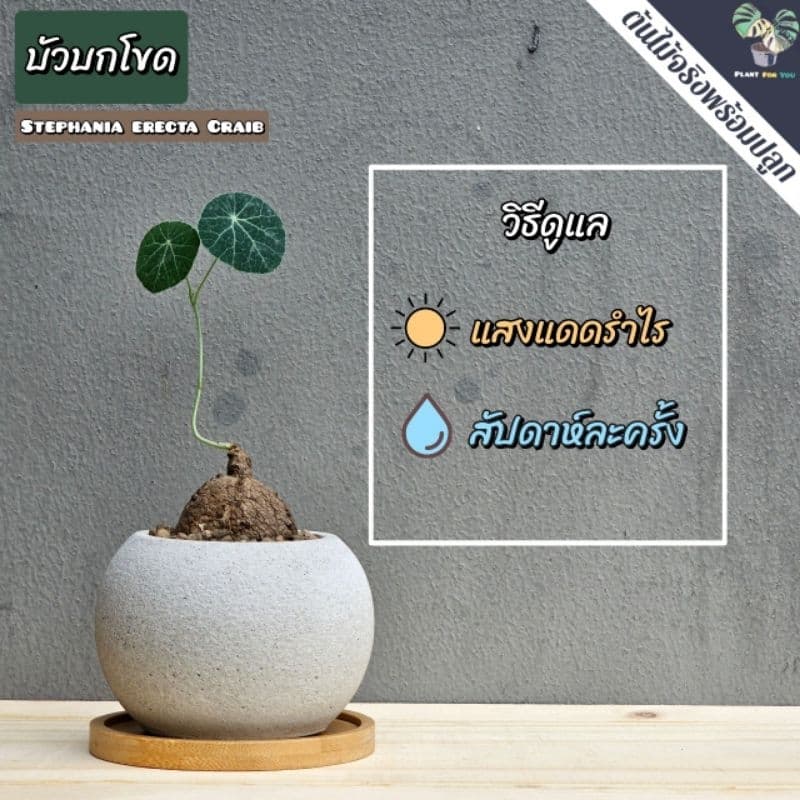 ต้นบัวบกโขด พร้อมกระถาง+จานรองไม้+หินภูเขาไฟแต่งหน้ากระถาง รูปที่ 4