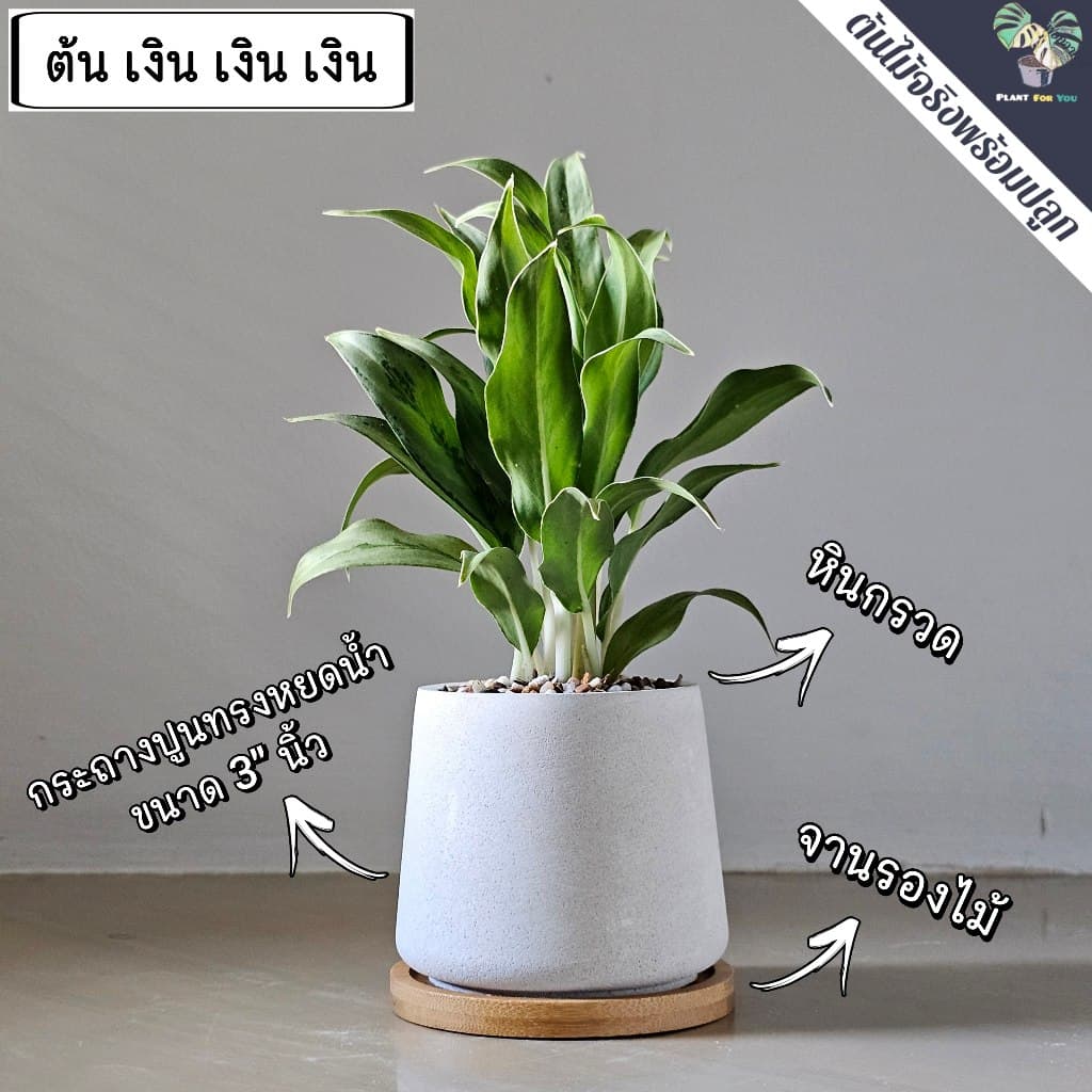 ต้นไม้มงคล/ต้นไม้ฟอกอากาศ พร้อมกระถางปูน3"นิ้ว ครบชุดพรอมปลูก วางโต๊ะทำงาน ประดับบ้าน/คอนโด/ร้าน/café/ออฟฟิศ/สำนักงาน รูปที่ 4