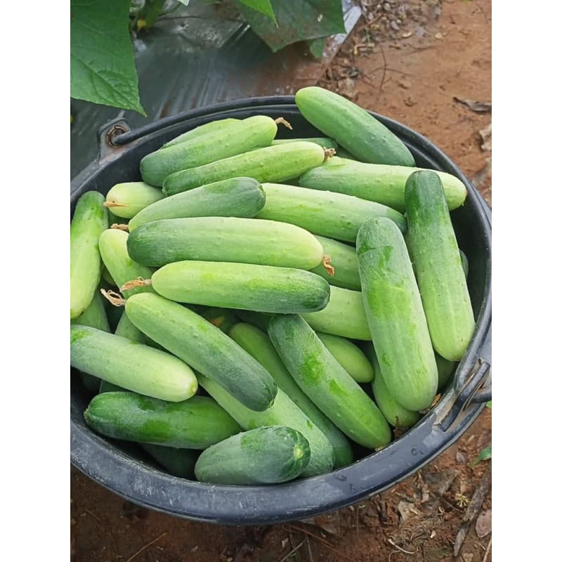 เมล็ดแตงกวา เมล็ดพันธุ์แตงกวา เมล็ดแตงดกๆ เเตงกวาพันธุ์ทีเด็ด328 100 กรัม เขียวตองสวยดกๆ รูปที่ 8