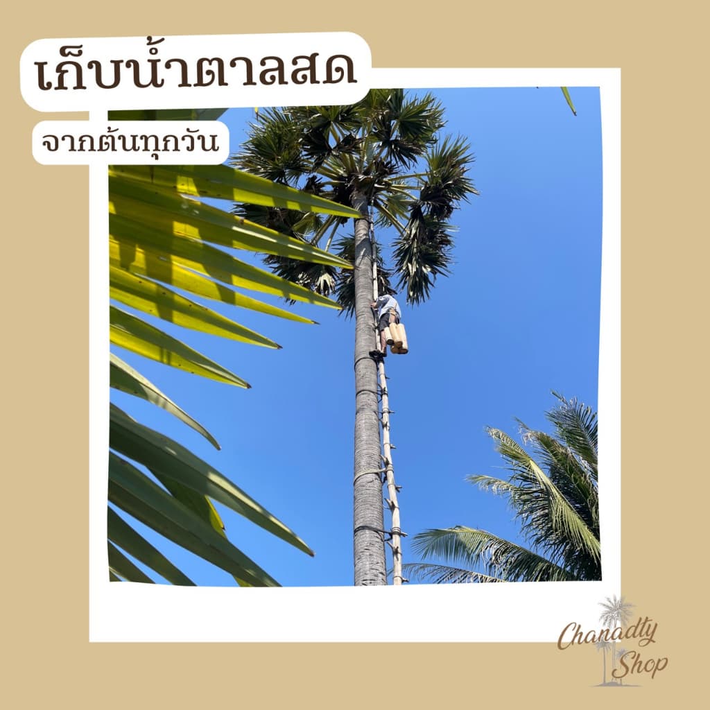 น้ำตาลโตนดเพชรบุรีแท้ x 3กระปุก ไม่ผสมน้ำตาลทราย ไม่ผสมแบะแซ ออร์แกนิคจากธรรมชาติ . รูปที่ 3