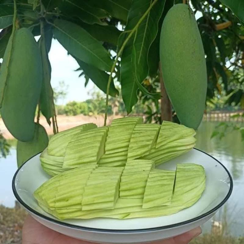 ต้นมะม่วงมันขุนศรี ขนาด 65-100 ซม. เนื้อ กรอบ มัน เปรี้ยว หวาน ทานได้ทั้ง ดิบและสุก รูปที่ 4