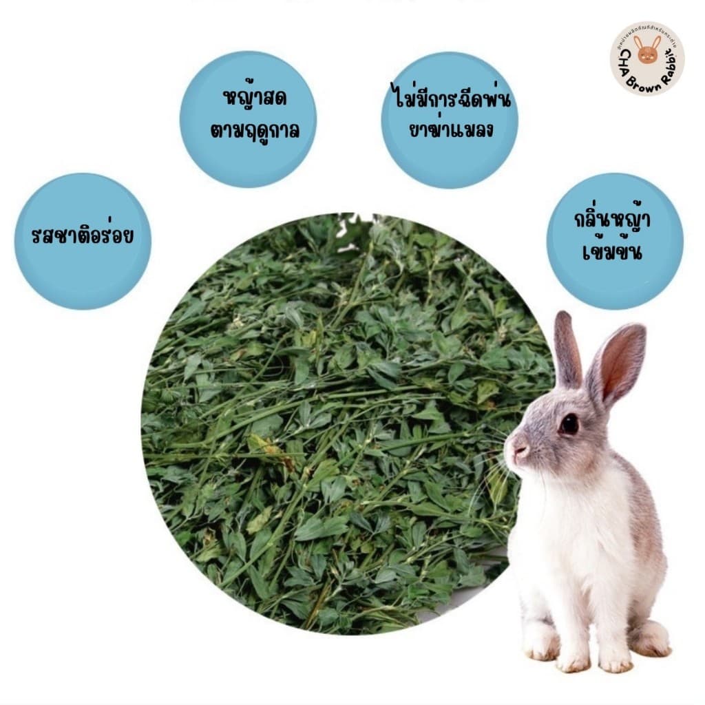 หญ้ากระต่าย หญ้าอัลฟาฟ่าอบลมร้อน Super Premium Alfalfa Grass ขนาด 1Kg. ใบล้วน รูปที่ 6