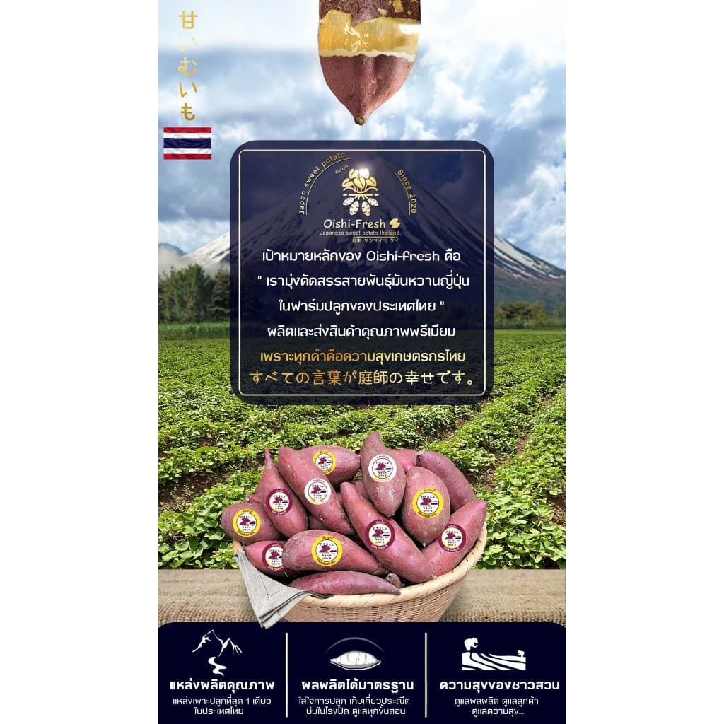 Oishi-Fresh อันดับ 1 มันหวานญี่ปุ่นเบนิฮารุกะ 5 ยี่ห้อเผาพร้อมทาน เนื้อเหลือง หอม หวาน 1 กก.4-6 หัว ก่อนเผา จัดส่ง 24ชม. รูปที่ 9