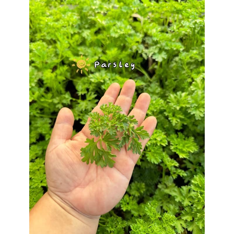 พาสลี่ใบหยิก // Parsley, curly // สมุนไพรฝรั่ง// รูปที่ 2