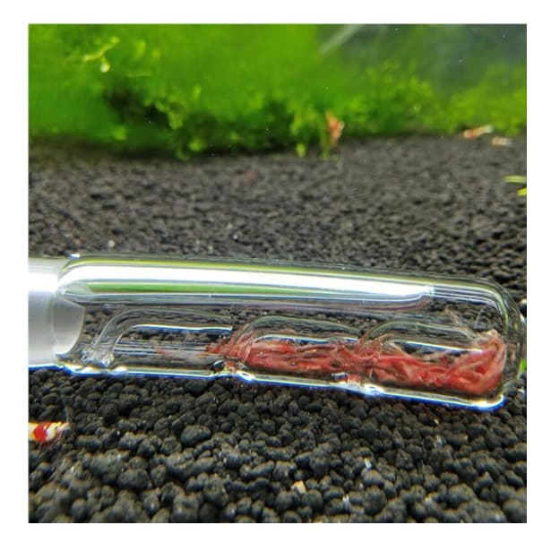 หลอดแก้วดักพลานาเรีย กับดักพลานาเรีย Planaria Trap สำหรับตู้กุ้ง ตู้ปลา ตู้ไม้น้ำ สำหรับกำจัดพลานาเรียในตู้ปลา รูปที่ 7