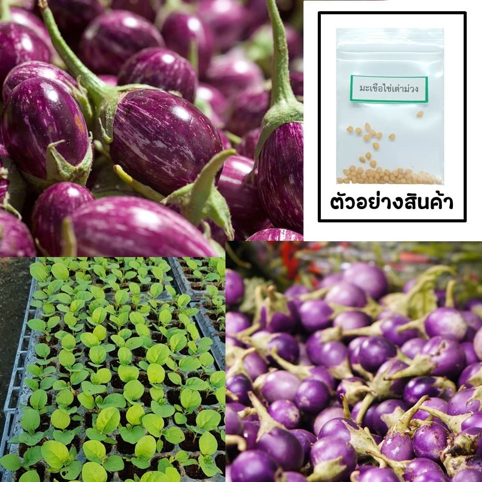 เมล็ดมะเขือไข่เต่าม่วง 30 เมล็ด ซื้อ 10 แถม 2 คละได้ เลือกของแถมได้ คิดถึงเมล็ดผัก คิดถึง skinsun รูปที่ 1