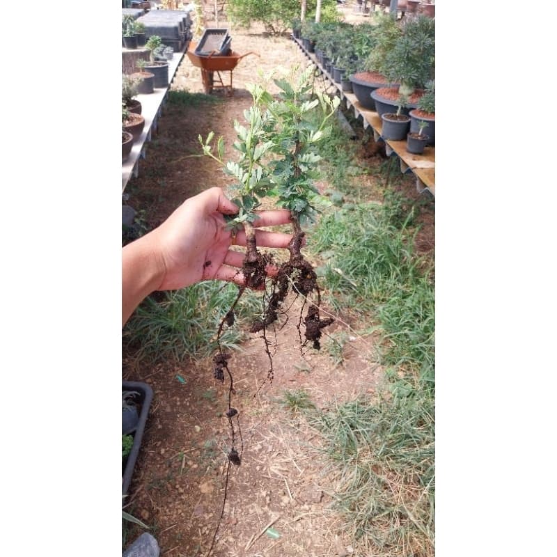 มะขามมาดากัสการ์ Senna Meridionalis มะขามมาดากัสการ์ กิ่งชำ รูปที่ 5