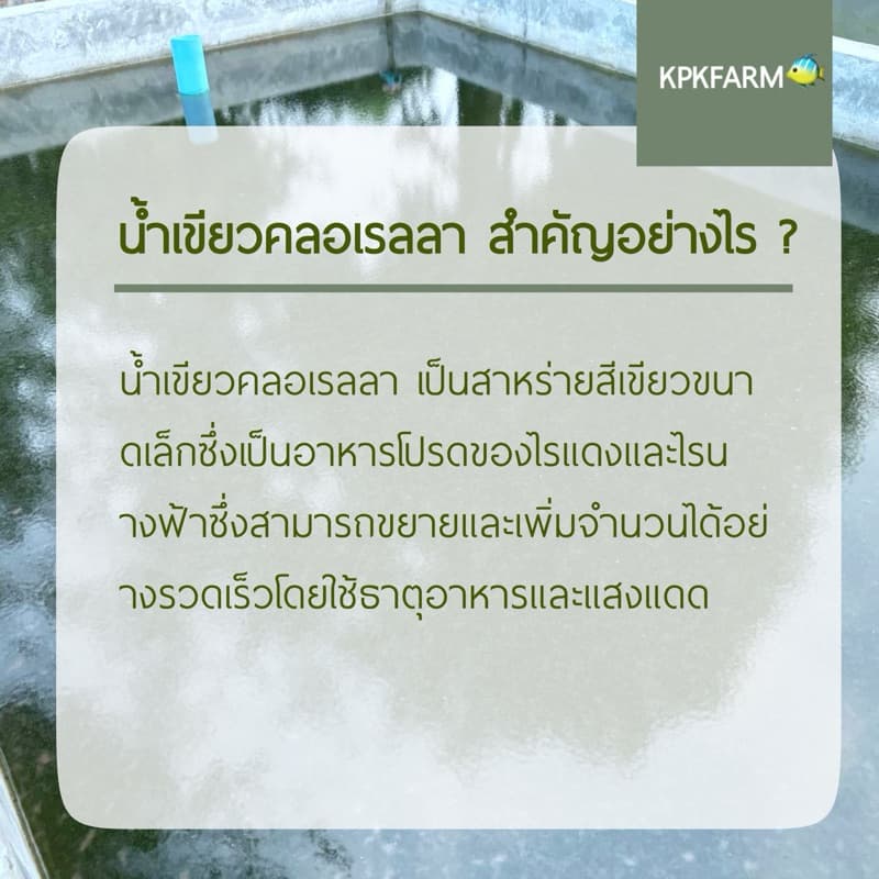 KPK ชุดเพาะไรแดง ชุดทำน้ำเขียว หัวเชื้อเข้มข้น ขยายเร็วเขียวไวไรแดงบูม รูปที่ 3