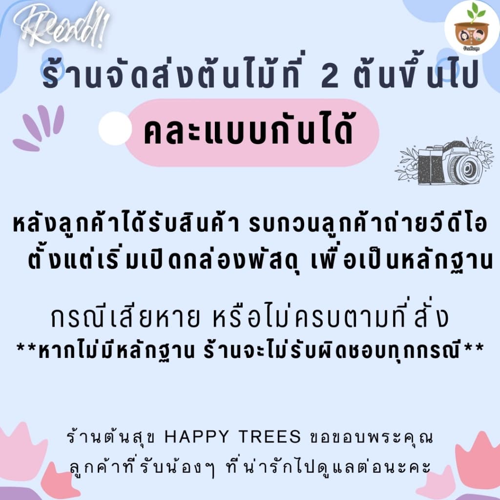 ต้นว่านน้ำทอง จัดส่ง 2 ต้นขึ้นไป คละแบบได้ รูปที่ 4